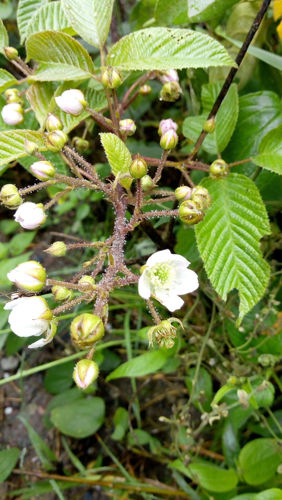 Image of Rubus adenotrichos Schltdl.