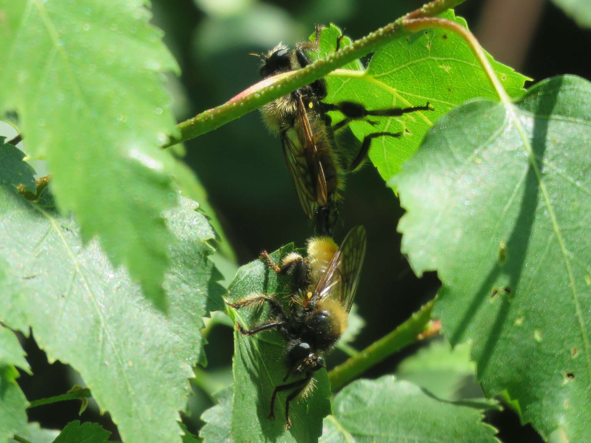 Image of Laphria flava (Linnaeus 1761)