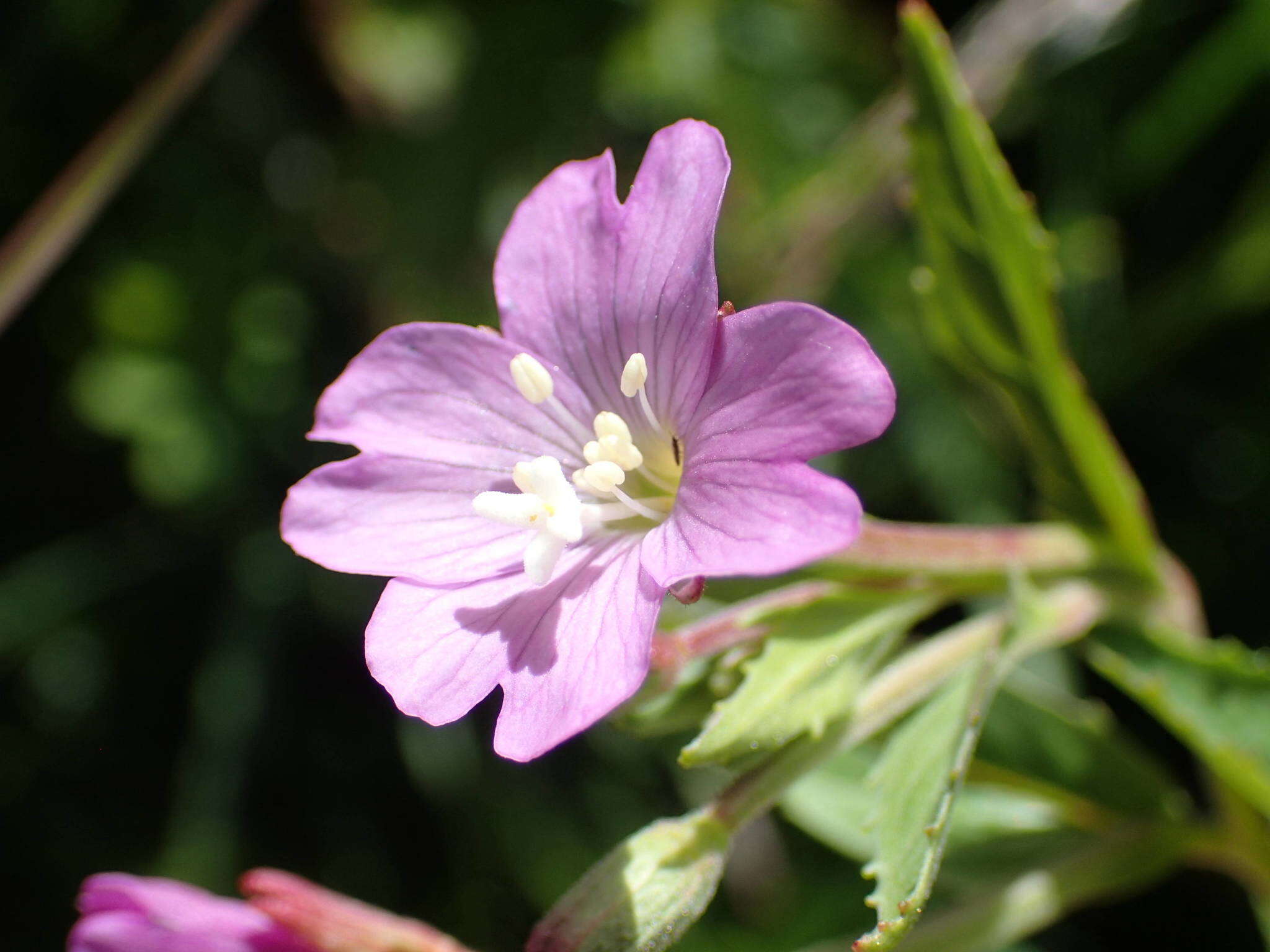 Image of Epilobium duriaei Godron