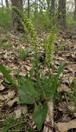 Image of Bull's coraldrops