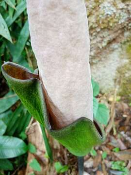 Image of Amorphophallus hewittii Alderw.