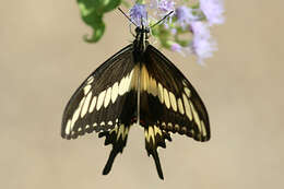 Image of Ornythion Swallowtail