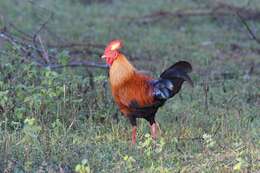 Image of Ceylon Junglefowl