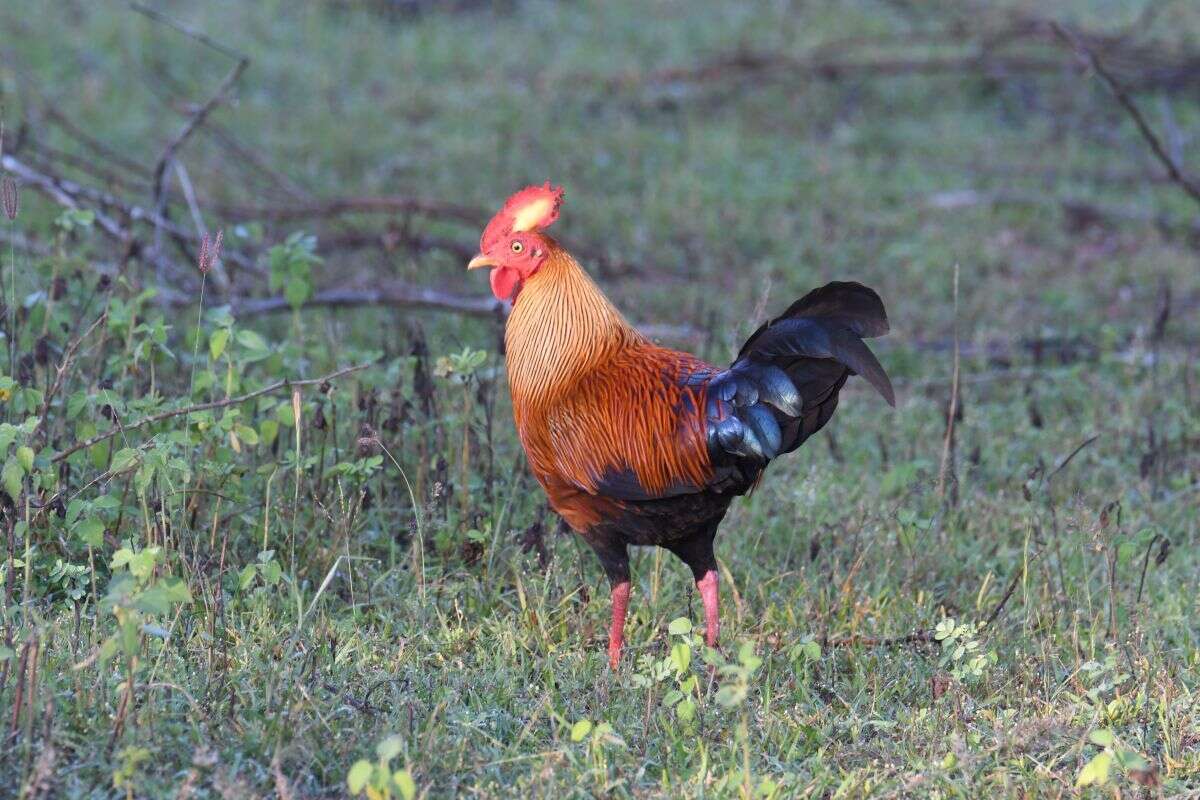 Image of Ceylon Junglefowl