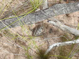 Litoria freycineti Tschudi 1838的圖片