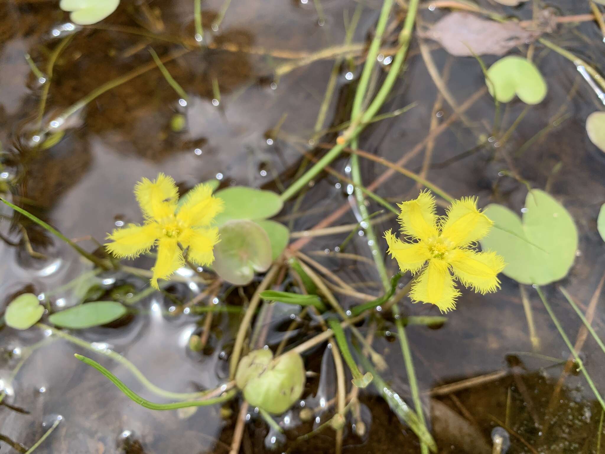 Image of Nymphoides montana H. I. Aston