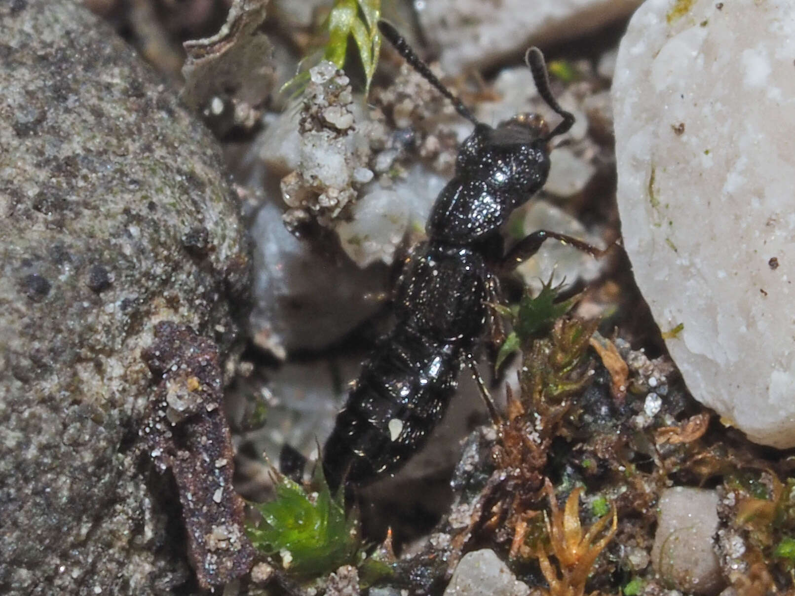 Image of Platystethus (Craetopycrus) capito Heer 1839