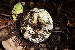 Image of Russula fuegiana Singer 1950