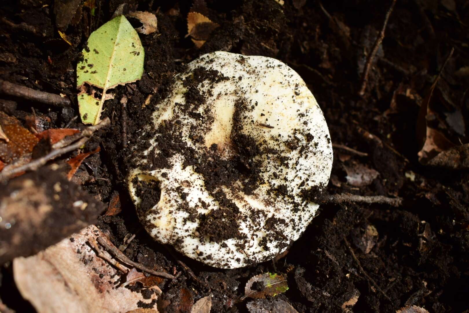 Image of Russula fuegiana Singer 1950