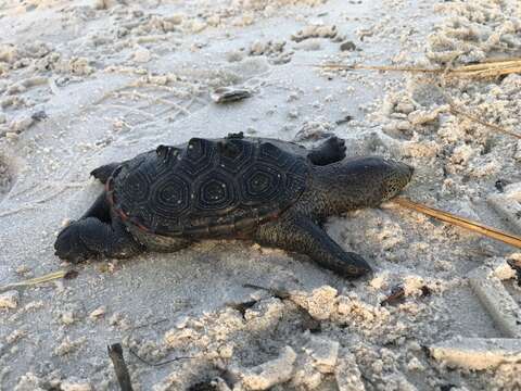 Image of Malaclemys terrapin pileata (Wied 1865)