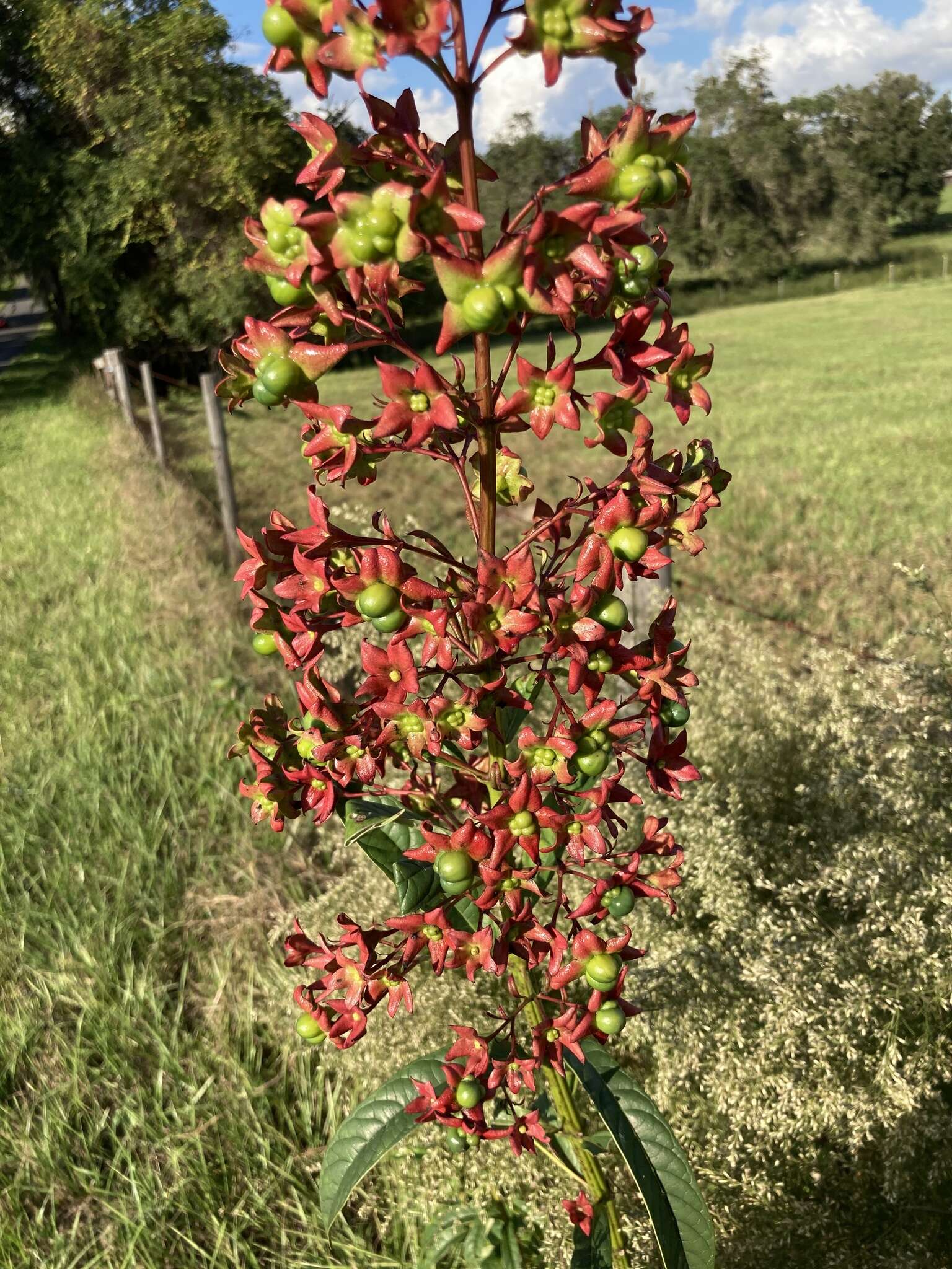 Imagem de Clerodendrum indicum (L.) Kuntze