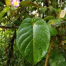 Image of Mandevilla callista R. E. Woodson