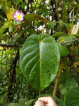 Image of Mandevilla callista R. E. Woodson