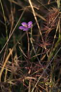 Image of Byblis filifolia Planch.