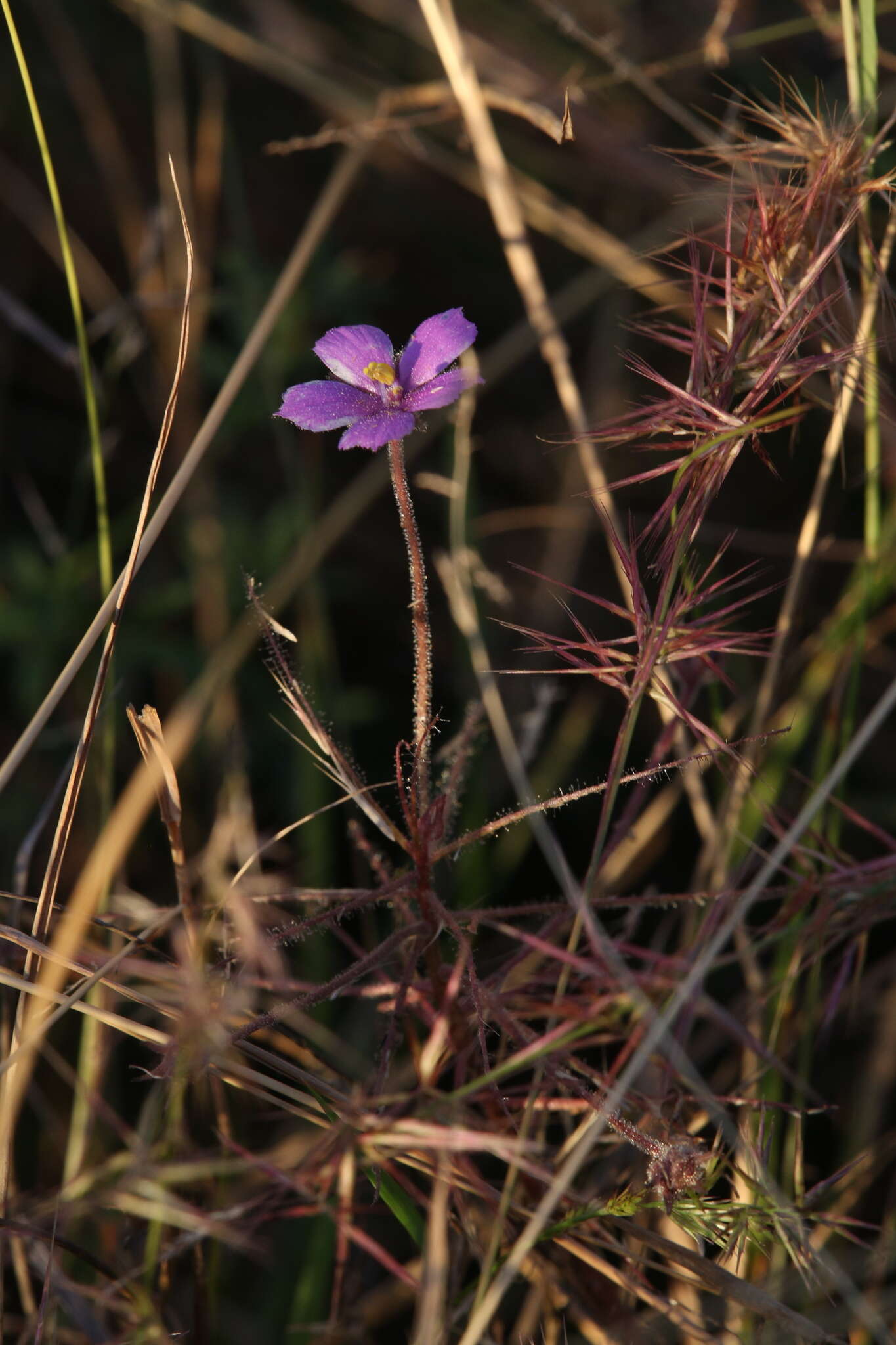 Image of Byblis filifolia Planch.