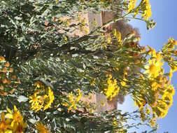 Image of tall yellowtop