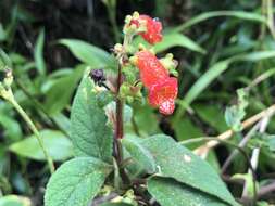 Image of Kohleria spicata (Kunth) Oerst.