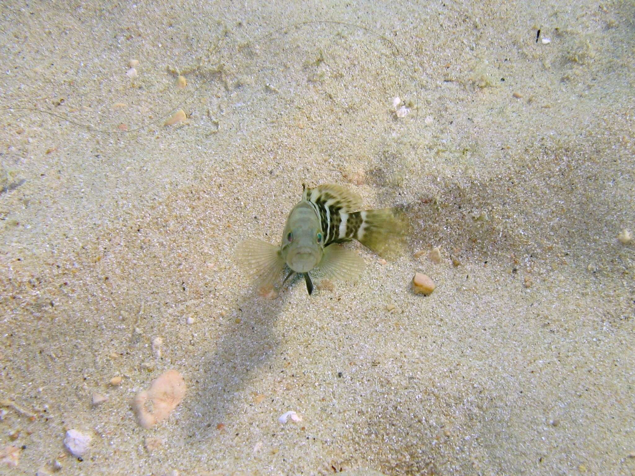 Image of White Grouper