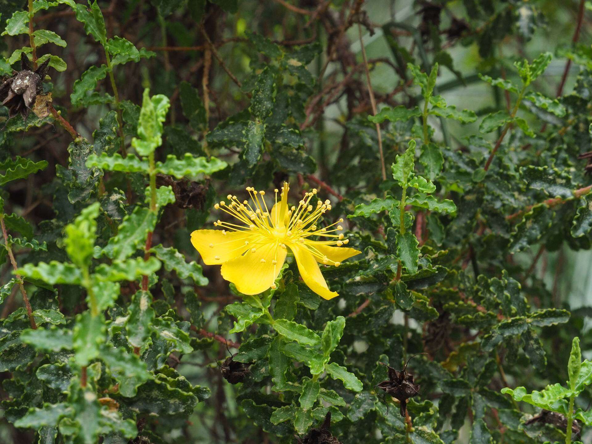 Image of Hypericum balearicum L.