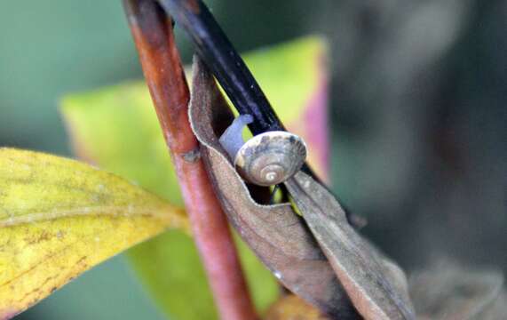 Image of girdled snail