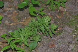 Aureolaria pedicularia (L.) Raf. ex Pennell resmi