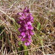 Image of Anacamptis morio subsp. morio