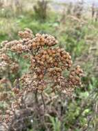 صورة Achillea millefolium var. borealis (Bong.) Farw.