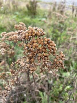 Achillea millefolium var. borealis (Bong.) Farw.的圖片