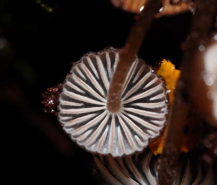 Image of Mycena mulawaestris Grgur. 2003