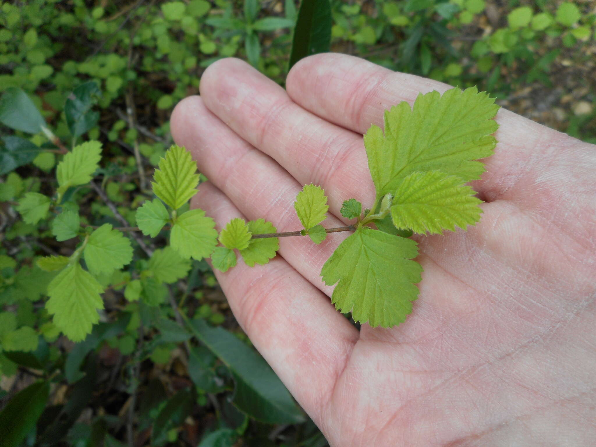 Holodiscus discolor (Pursh) Maxim. resmi