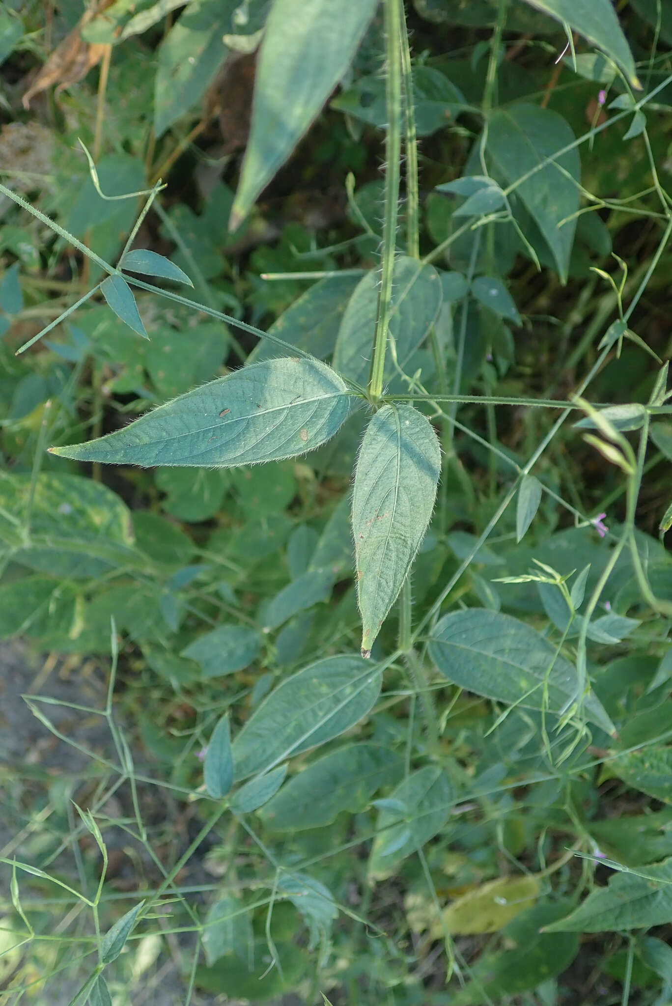 Imagem de Dicliptera paniculata (Forssk.) I. Darbysh.