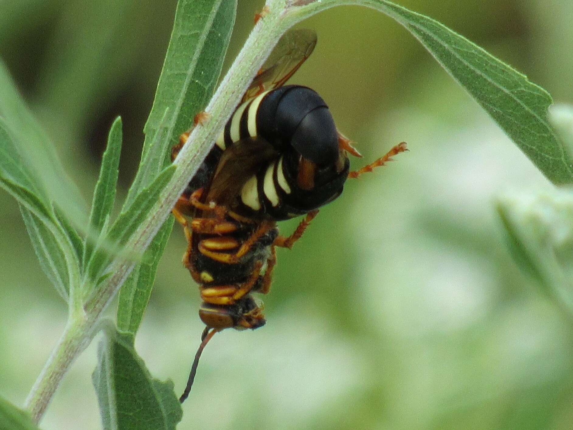 Image of Stizus brevipennis Walsh 1869