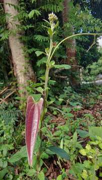 Dioscorea glabra Roxb. resmi