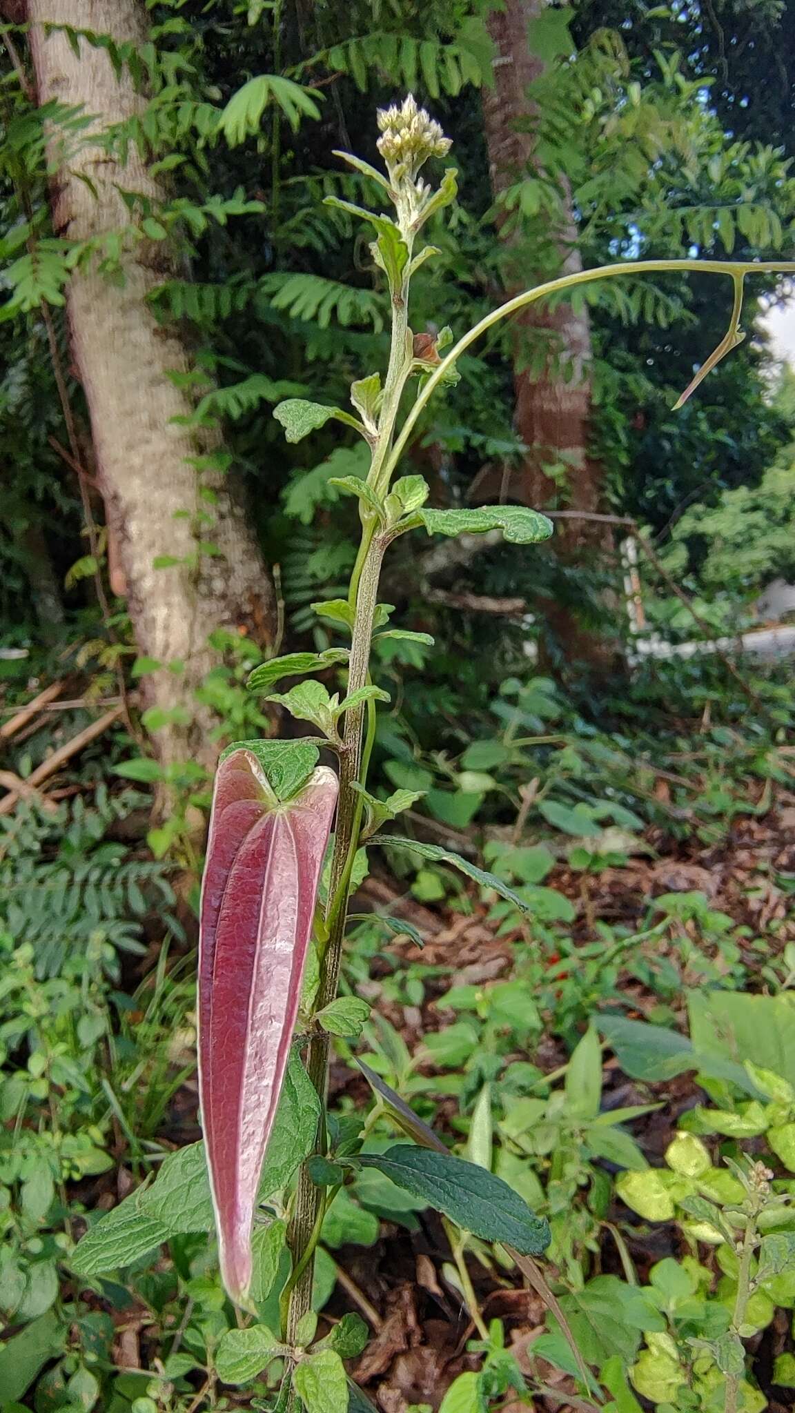 Image of Dioscorea glabra Roxb.