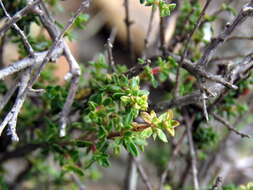 Image de Nenax microphylla (Sond.) Salter