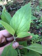 Imagem de Salvia urticifolia L.