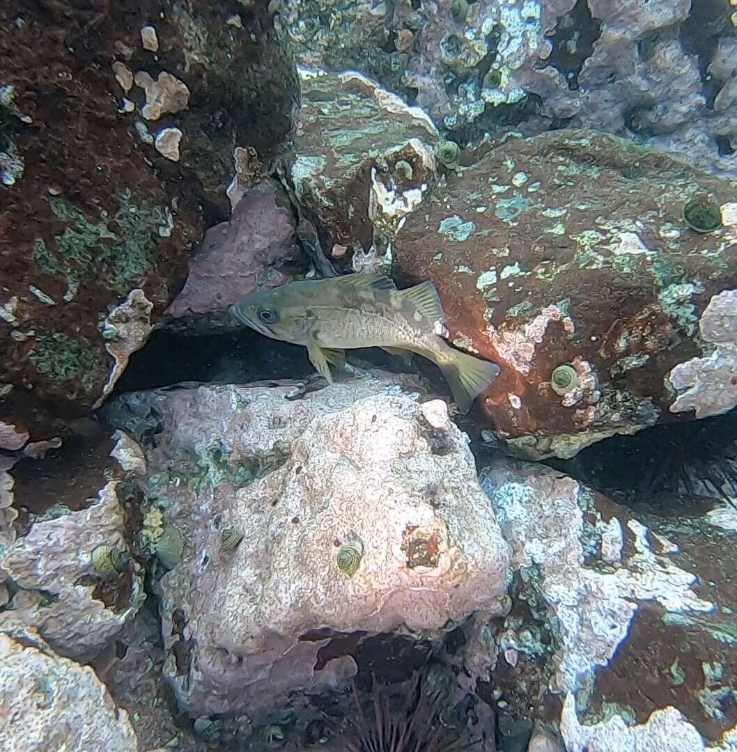 Image of Yellowtail rockfish