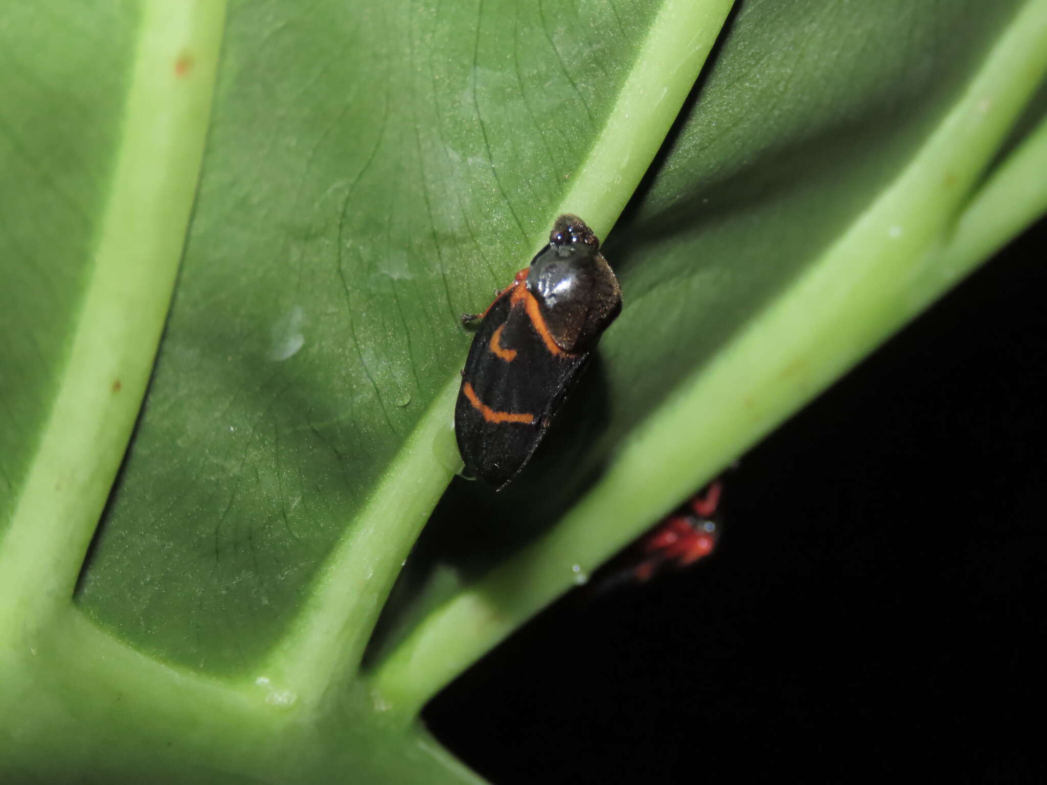 Image of Okiscarta uchidae (Matsumura 1906)