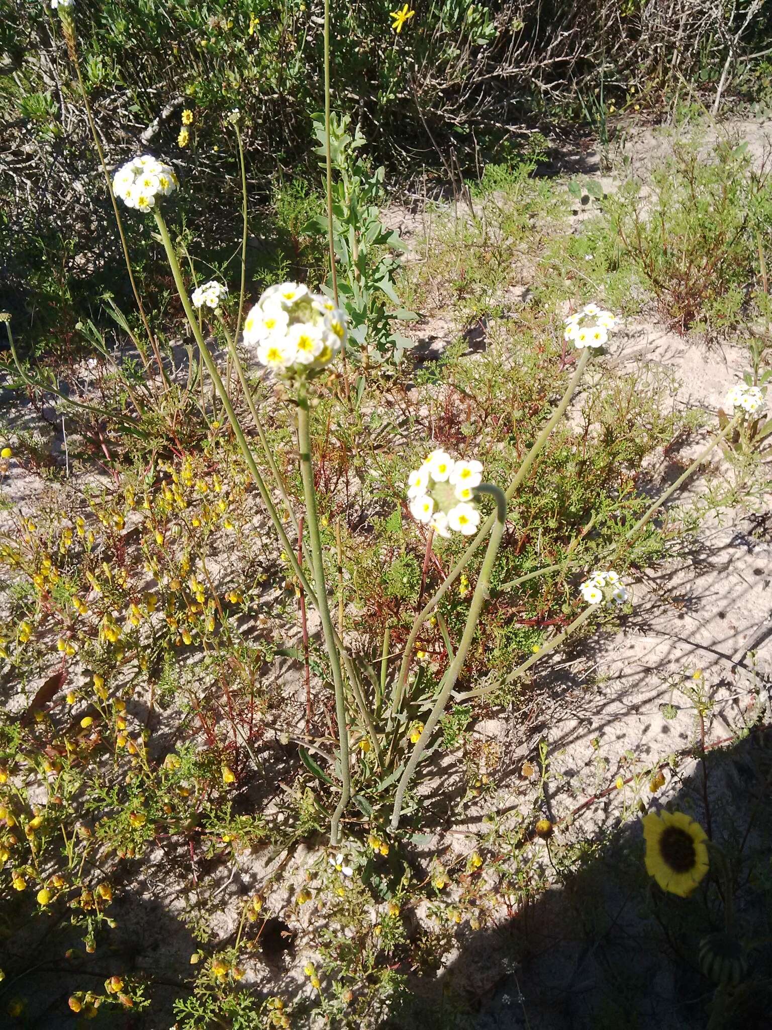 Image of Manulea altissima L. fil.