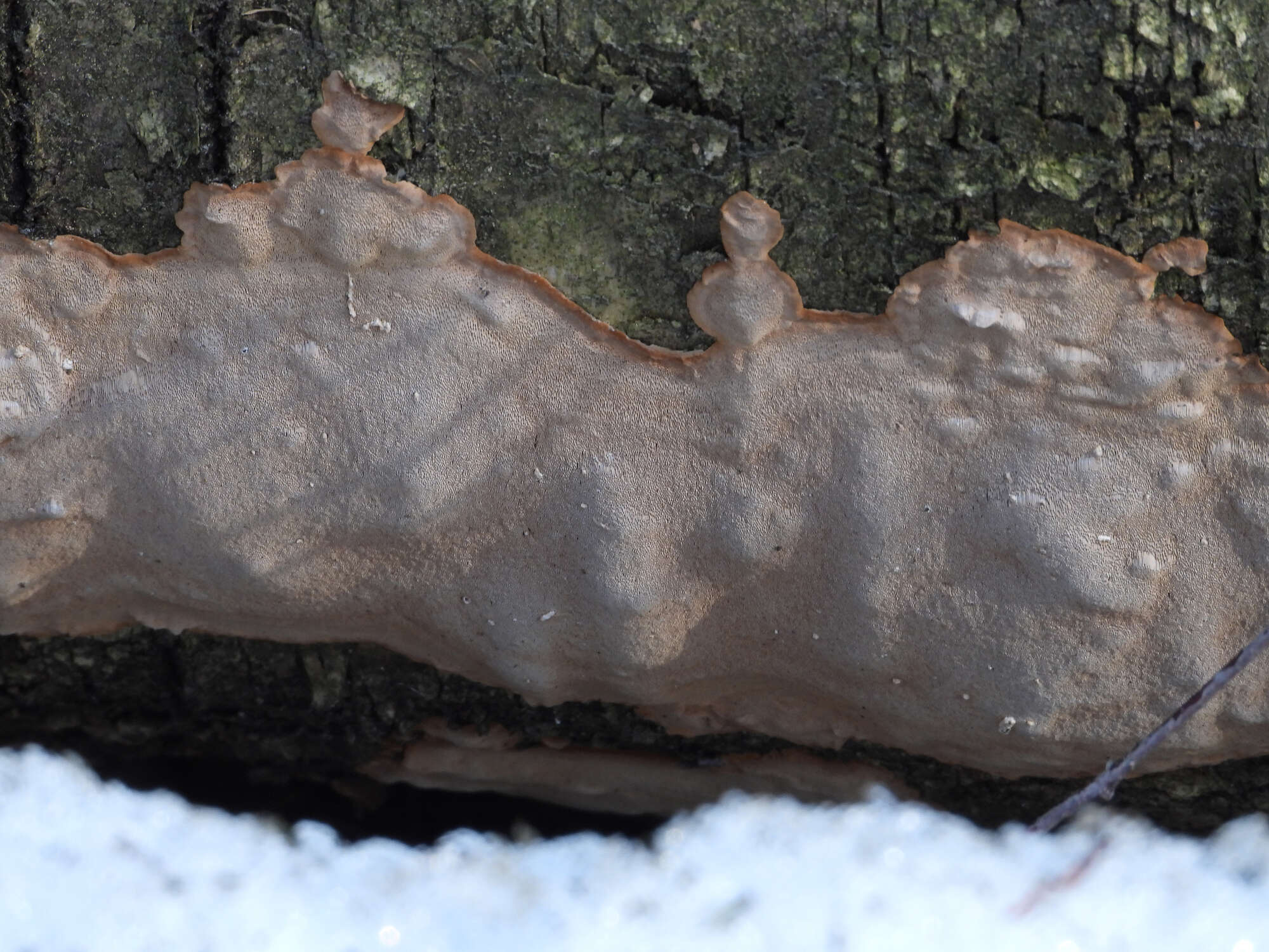 Phellinus laevigatus (P. Karst.) Bourdot & Galzin 1928的圖片