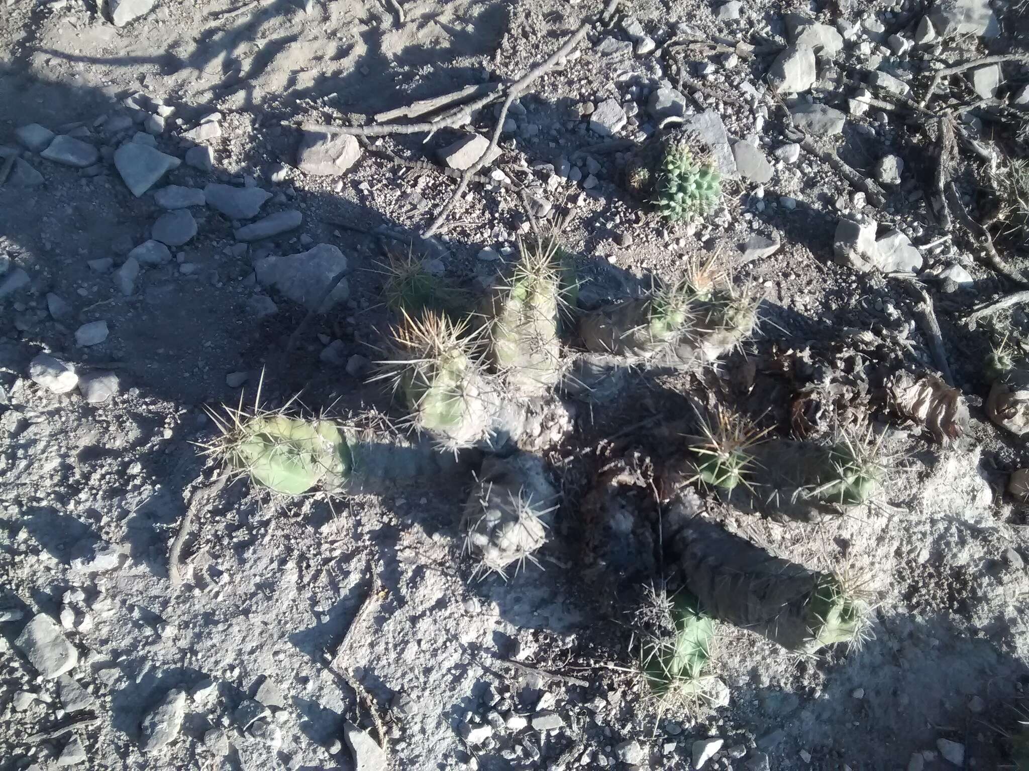 Image de Echinocereus cinerascens subsp. tulensis (Bravo) N. P. Taylor