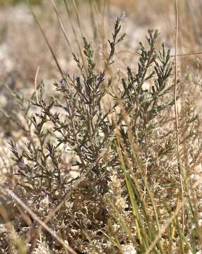 Image of Tecopa Salt-Bird's-Beak