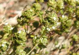 Image of Thymus capitellatus Hoffmanns. & Link