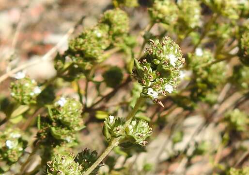 Sivun Thymus capitellatus Hoffmanns. & Link kuva