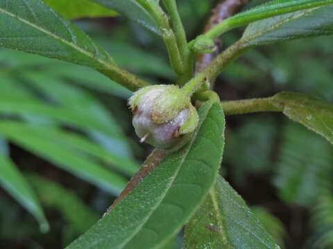 Image de Saurauia andreana F. M. Bailey