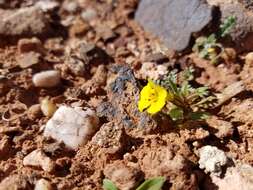 Image of annual redspot monkeyflower