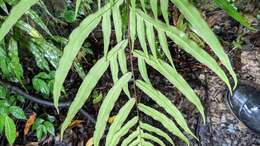 Image of Pteris formosana Bak.