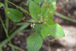 Image of Wright's waxweed