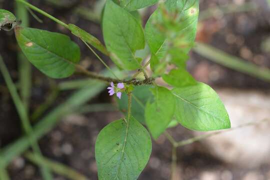 Image of Wright's waxweed