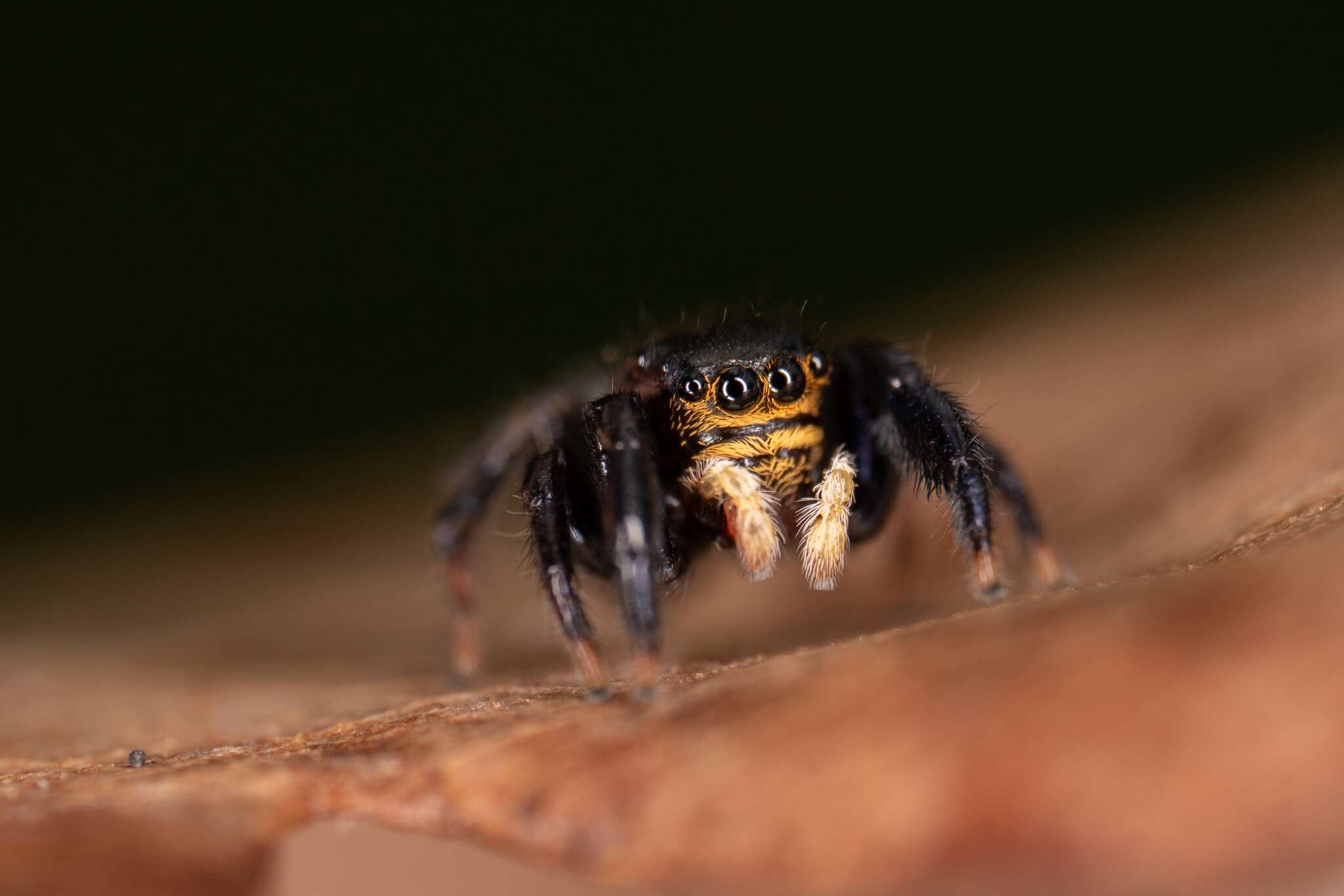 Image of Euophrys herbigrada (Simon 1871)